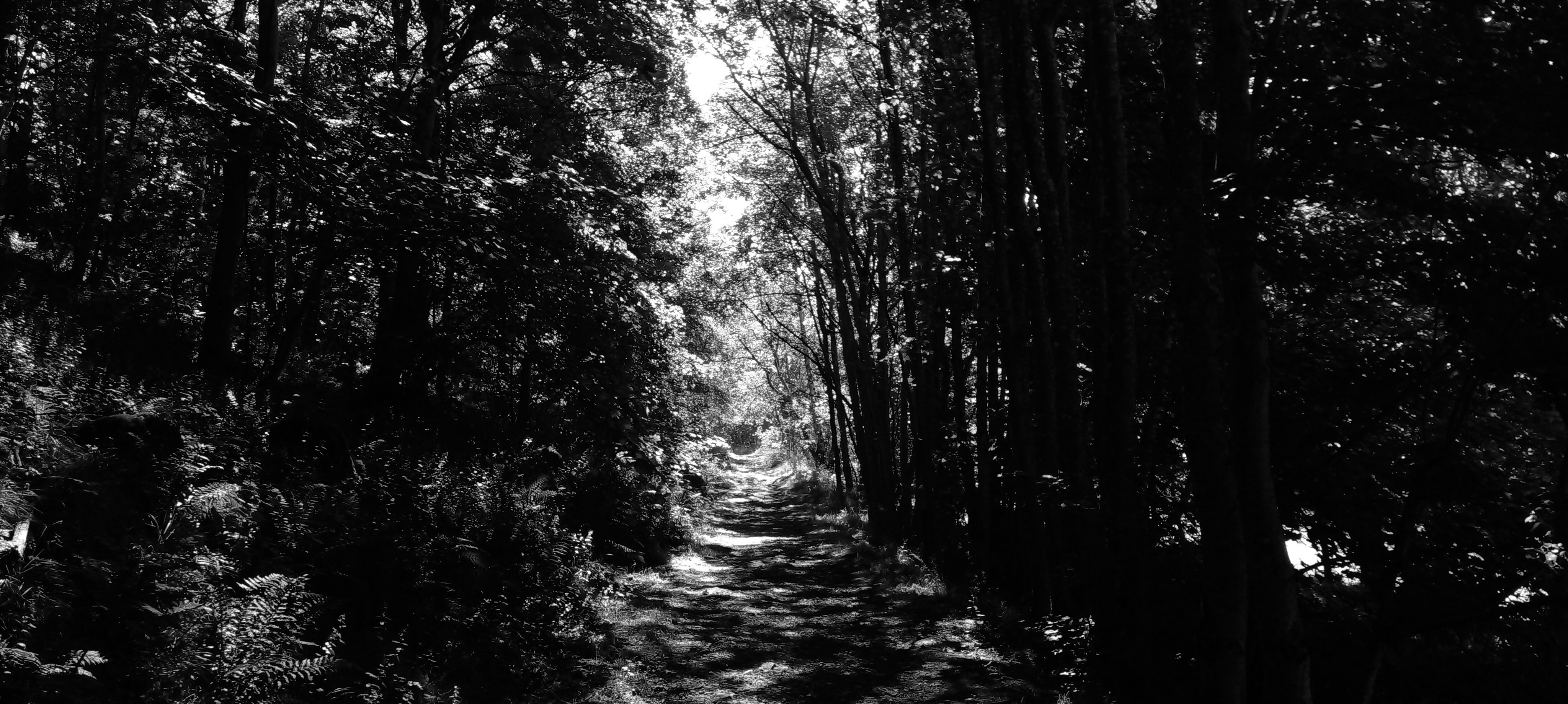 woods at Innerleithen